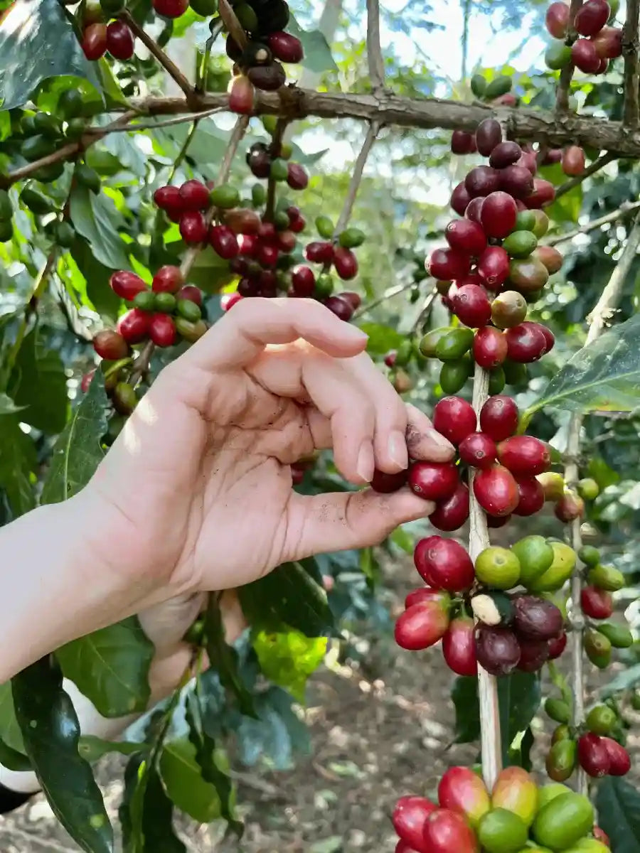 Kaffee Fürchte