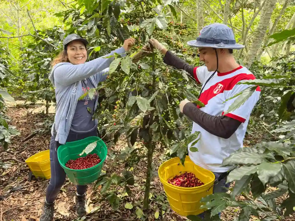 Dailima_Peru  Kaffee ernte