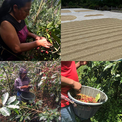 Mexiko Kaffee Plantagen 